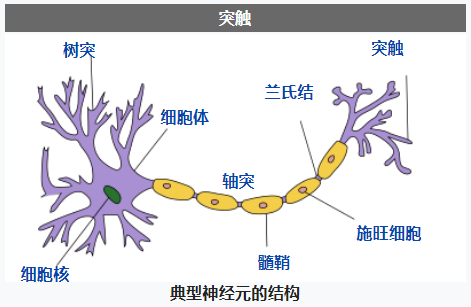 传递神经冲动的突触